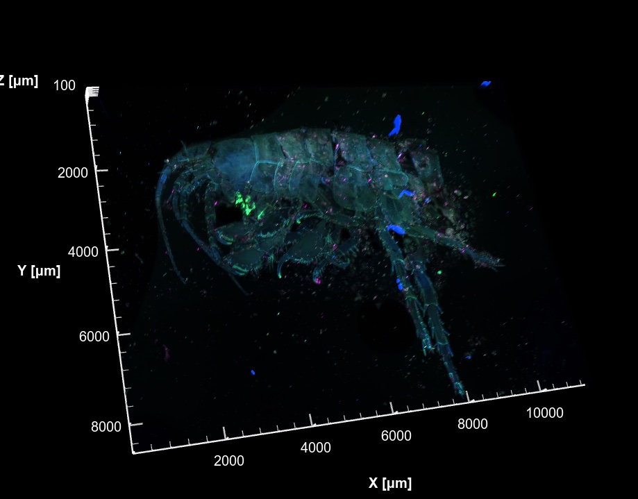 3D volume rendering of amphipod