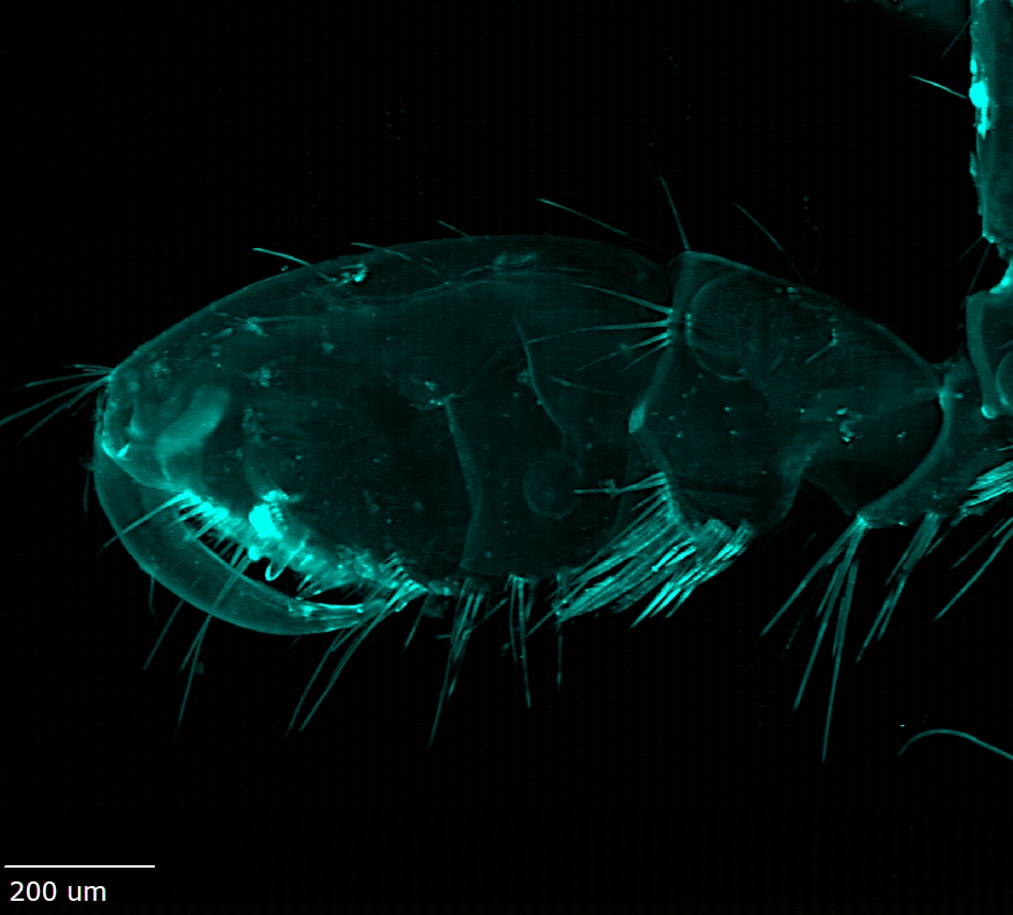Autofluorescence microscopy of amphipod copulatory claw