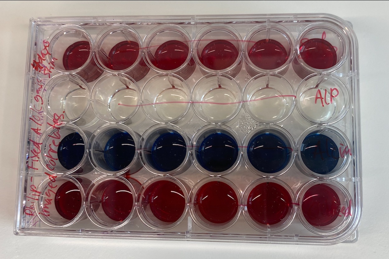 24-well plate with ALP and Alizarin Red staining